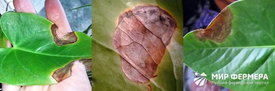 Болезни листьев антуриума с фото и как их лечить. Болезни антуриума и их лечение Лечение антуриума