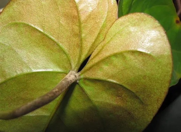 Антуриум — болезни листьев и корней, причины, фото, описание и лечение. Почему у антуриума на листьях появляются коричневые пятна Чем лечить антуриум