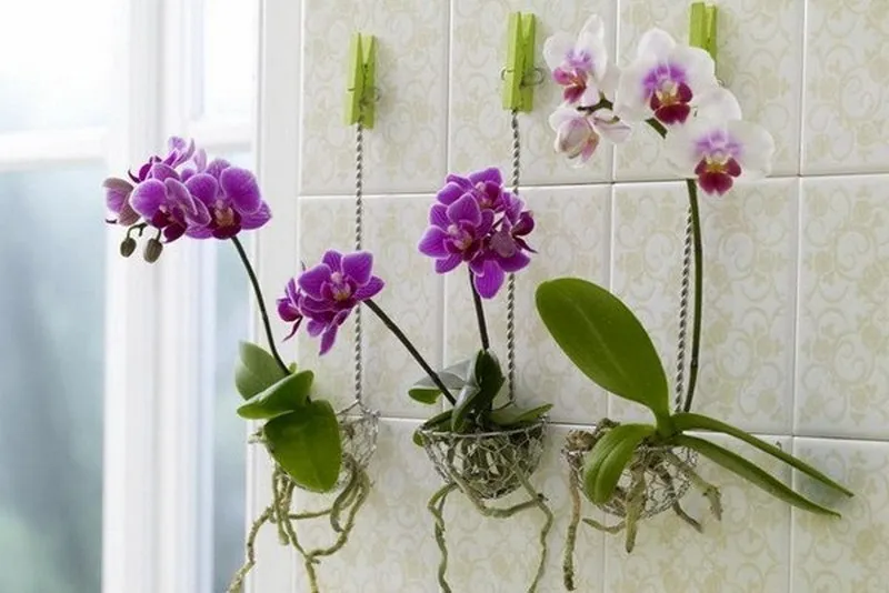 3 орхидеи в одном горшке. Пересадила орхидеи необычным способом… Когда гости увидели моих красавиц, ахнули! Можно ли вырастить орхидею из листа
