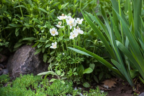 white-flowers-of-anemone-sylvestris