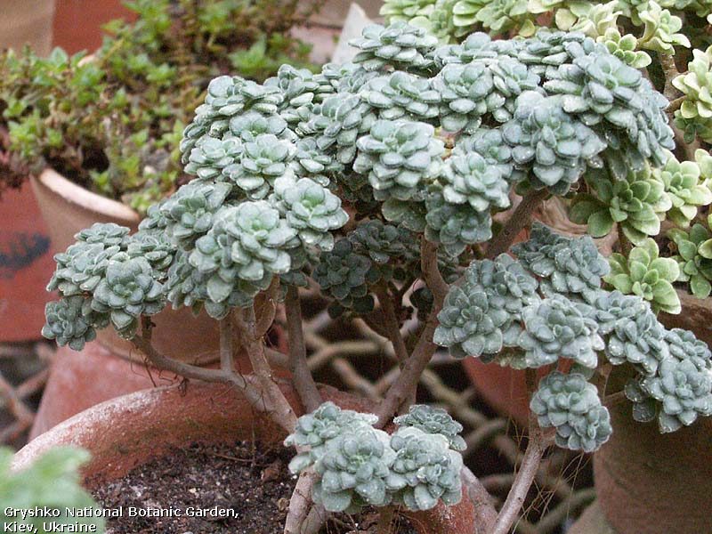 aeonium-tortuosum3-8076867