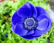 anemone_coronaria-mister-fokker-07-fill-177x142-5532747