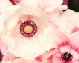 anemone_coronaria_02-fill-272x217-2283485