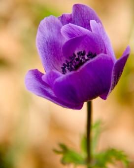 anemone_coronaria_04-fill-272x340-8733631