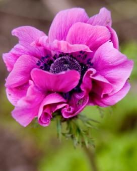 anemone_coronaria_05-fill-272x340-7431265