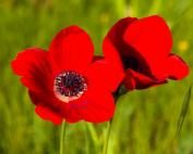 anemone_coronaria_06-fill-177x142-6912212