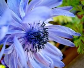 anemone_coronaria_08-fill-272x218-4268666