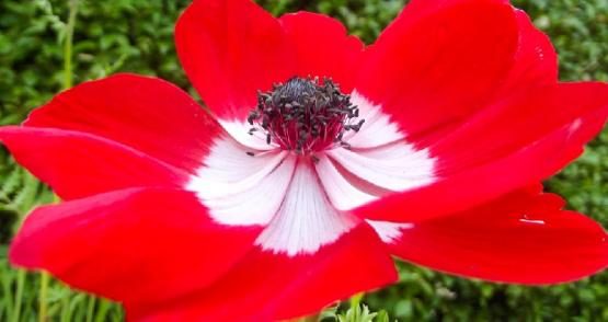 anemone_coronaria_09-fill-555x294-7955923