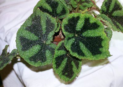 begonia_masoniana_01_400x282-5003367