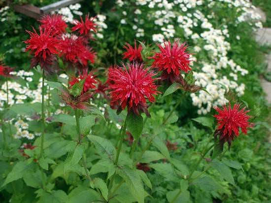 bs_monarda_4-8900074