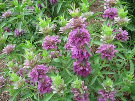 bs_monarda_5-9172033