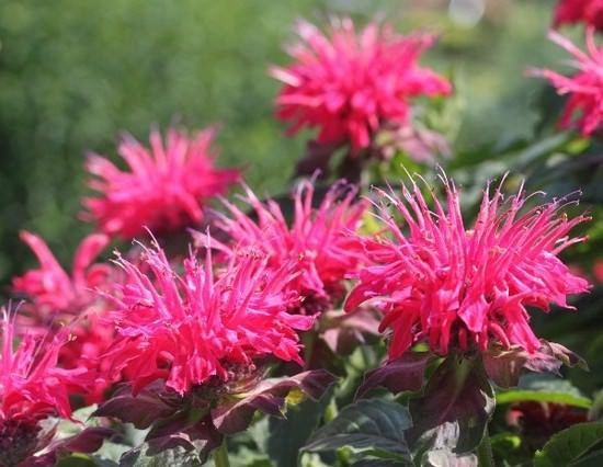 bs_monarda_6-4745758