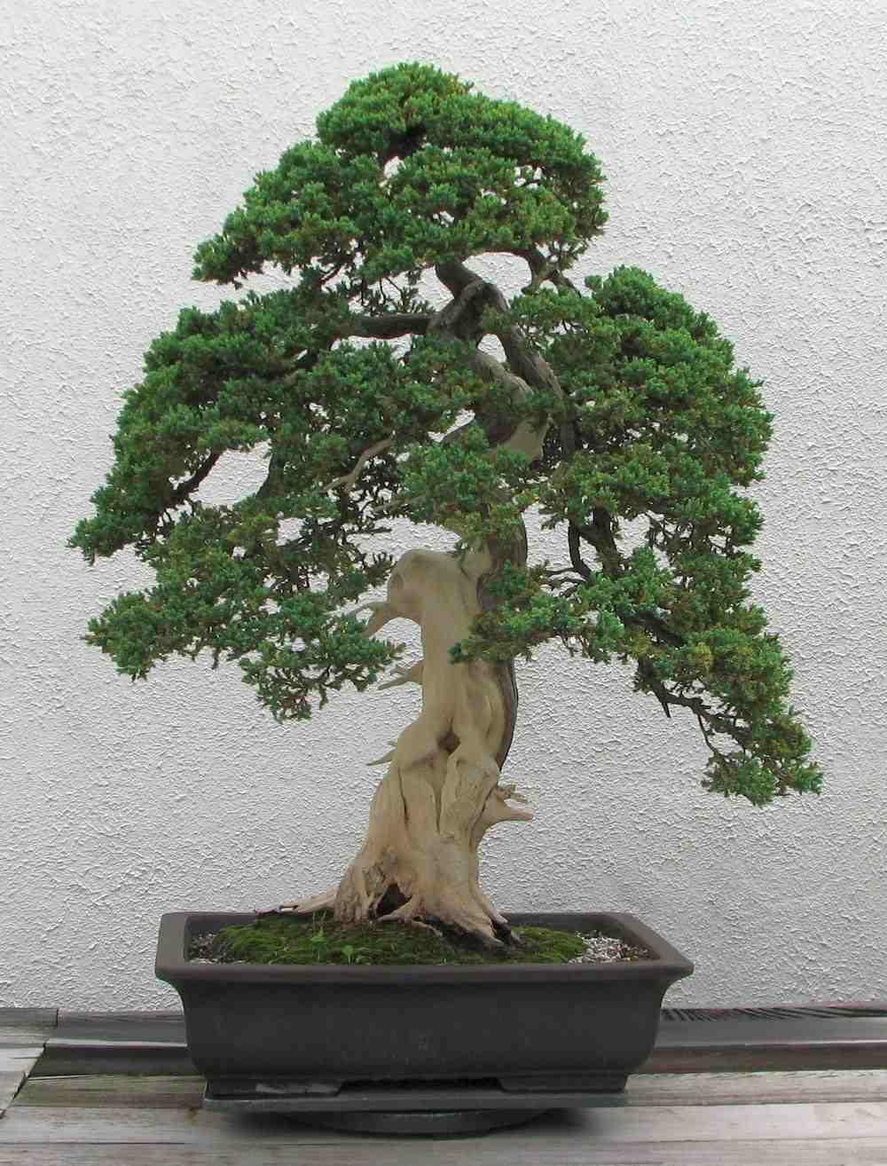 dwarf_japanese_juniper_1975-2007-4329824