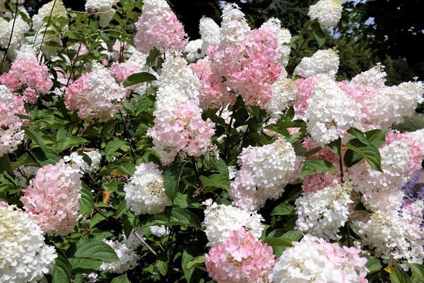 hydrangea-limelight-paniculata-bush-in-summer-garden