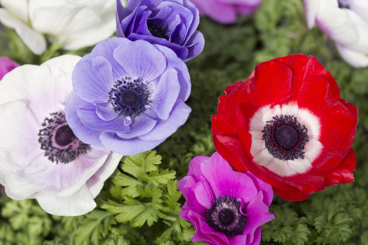 close-up-of-anemones