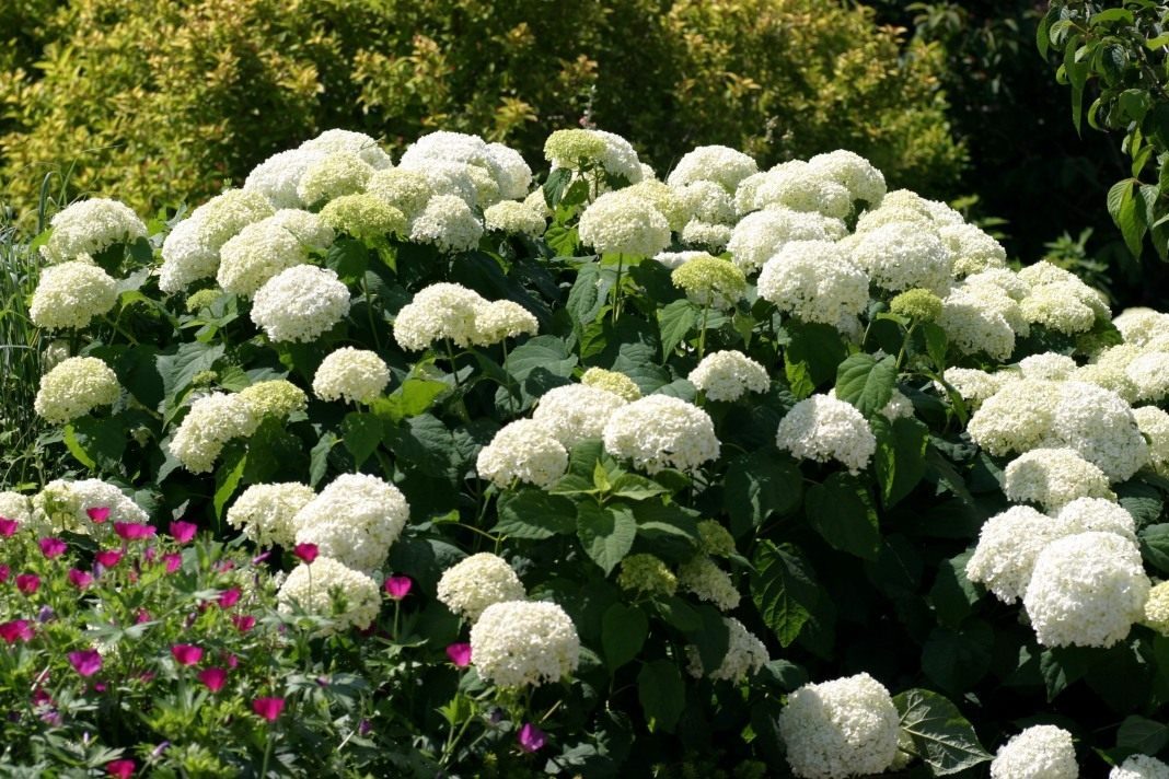 hydrangea-arborescens-4441471