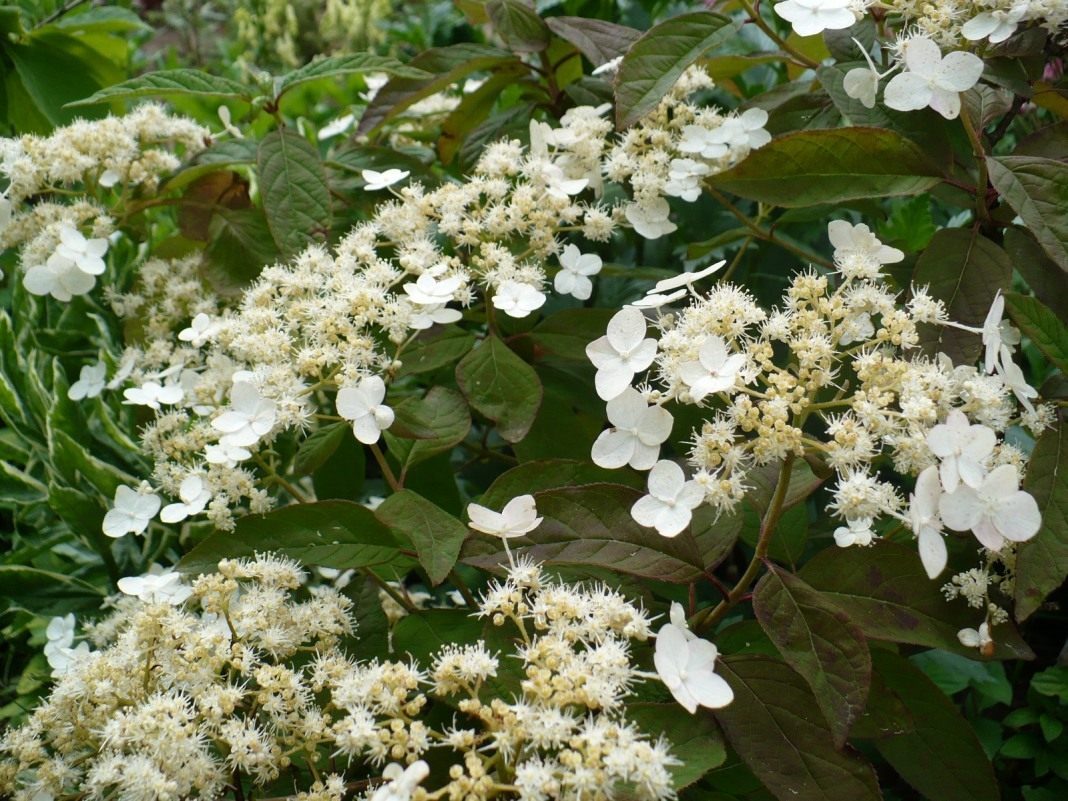 hydrangea-bretschneideri-3095582