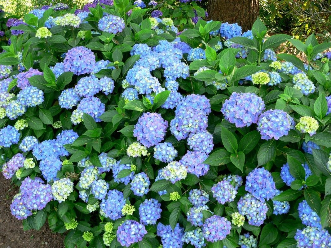 hydrangea-macrophylla-5250840