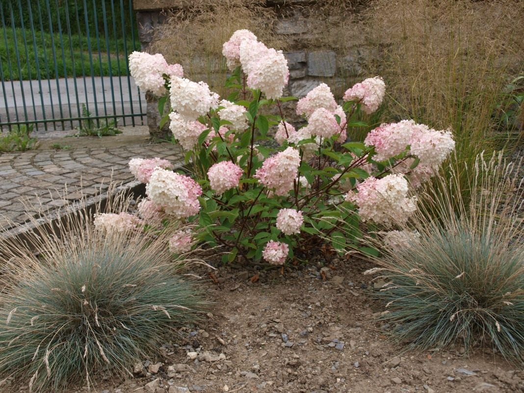 hydrangea-paniculata-2397298