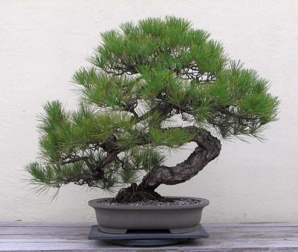 japanese_black_pine_1936-2007-6827011