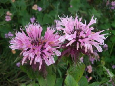 monarda-1-e1519643673928-3008348