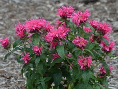 monarda-3-e1519643802779-2240422