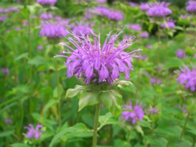 monarda-5-e1519643976591-7928072