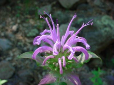 monarda-6-e1519644037913-8738334