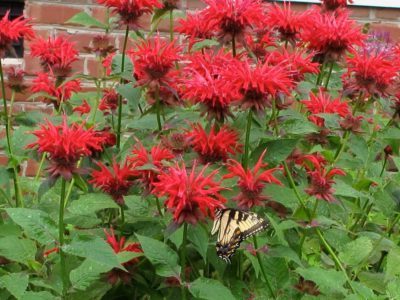 monarda-bergamot-9-e1519641776396-3078747