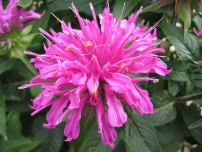 monarda-diana-e1519643379451-5592471