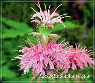 monarda-dvoichataya-foto-2_thumb-5622619