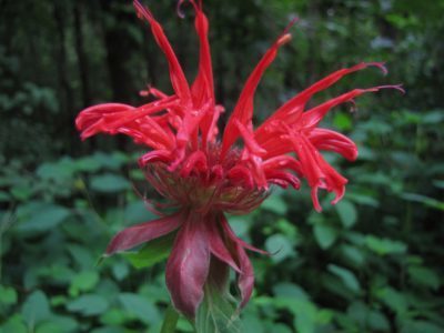 monarda-dvoychataya-e1519641689914-1983725