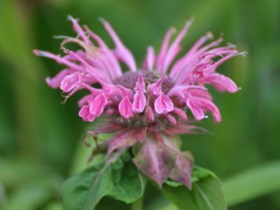 monarda-gibridnaya-e1519641865535-6396918