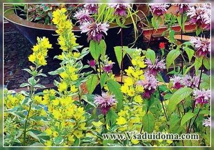 monarda-gibridnaya-foto_thumb-2413898