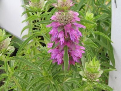 monarda-limonnaya-e1519641614465-6958170