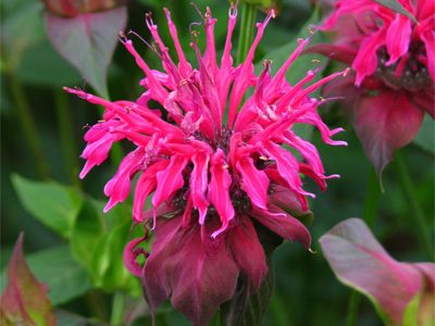 monarda-panorama-e1519642847758-4058700