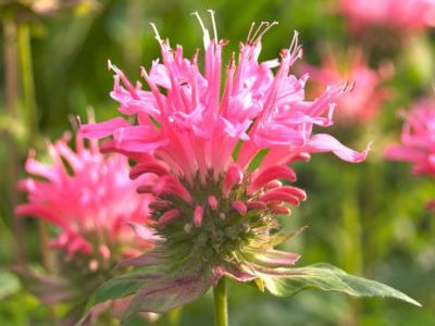 monarda-pink-suprim-e1519643238695-5190894