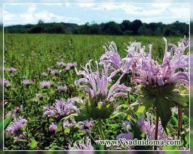 monarda-trubchataya-dudchataya_thumb-2042869