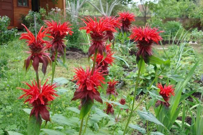 monarda_10_26150541-5708969