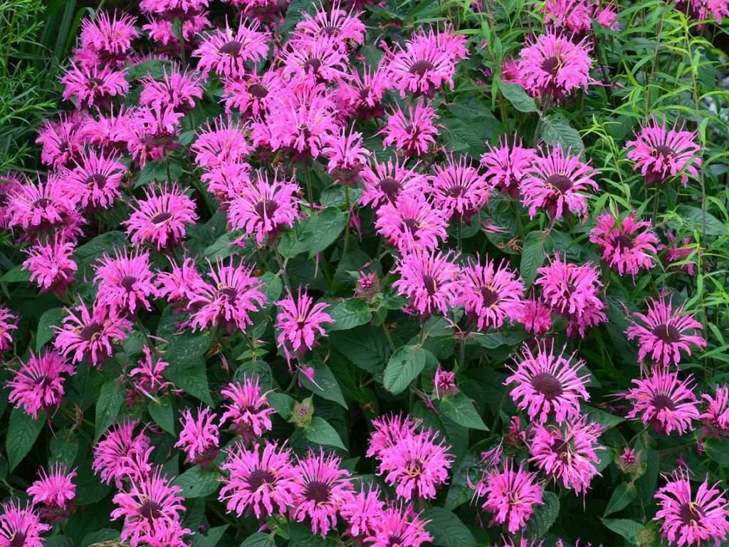 monarda_11_26150542-2124683