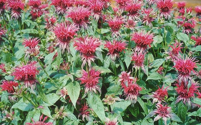 monarda_13_26150545-2109834