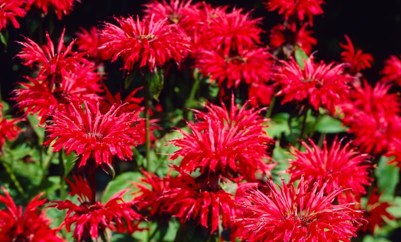 monarda_14_26150546-1314189