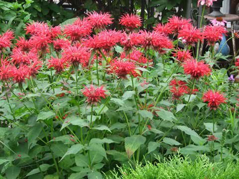 monarda_15_26150547-2078734