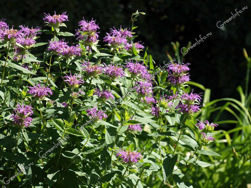 monarda_17_26150549-6908474