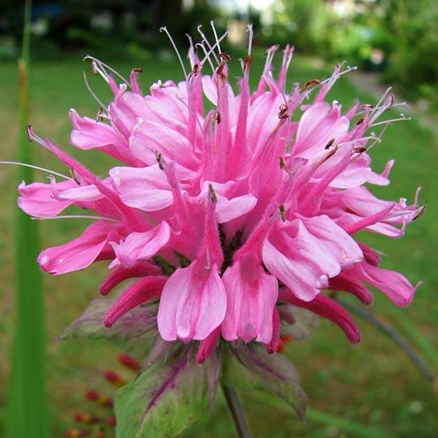 monarda_18_26150550-4456370