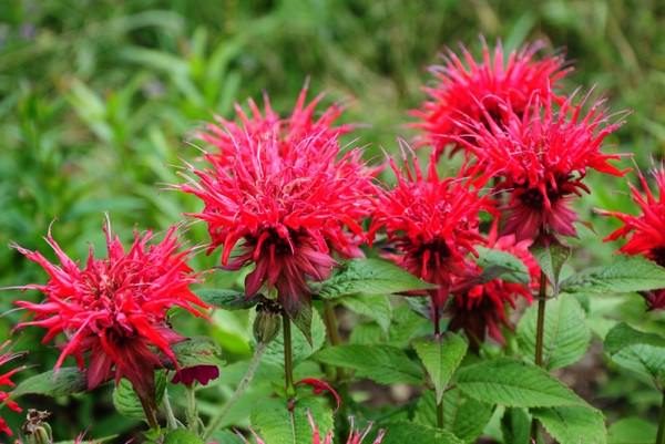 monarda_1_26150531-4931017