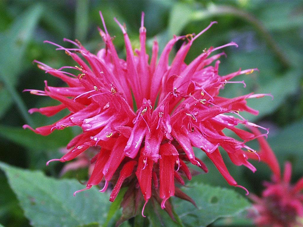 monarda_20_26150552-4115942