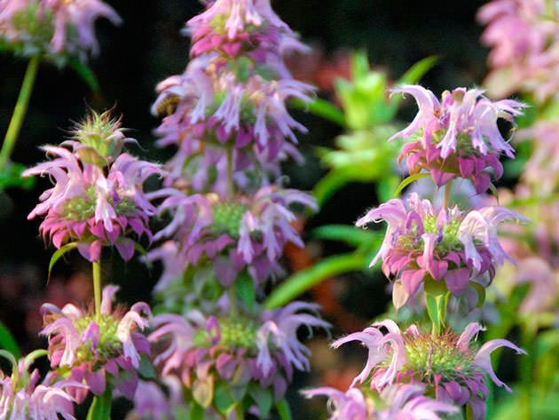 monarda_22_26150555-8678816