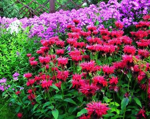 monarda_23_26150556-4782284