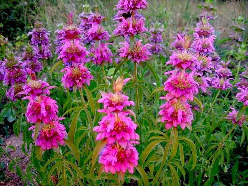 monarda_2_26150532-1376220